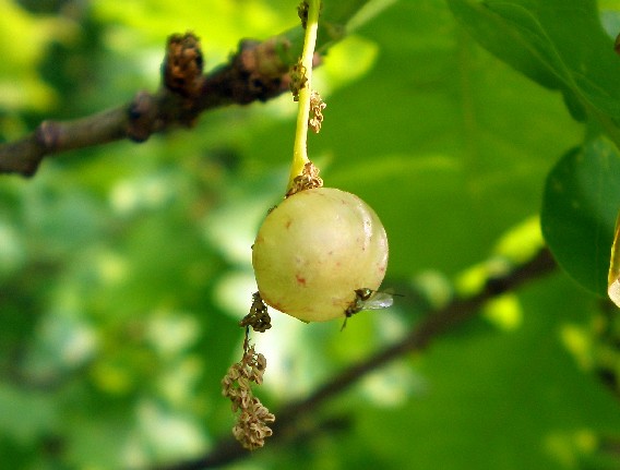 Neuroterus quercusbaccarum femmina agamica (Cynipidae).